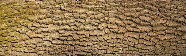 istock Embossed texture of the bark of oak. 953156220