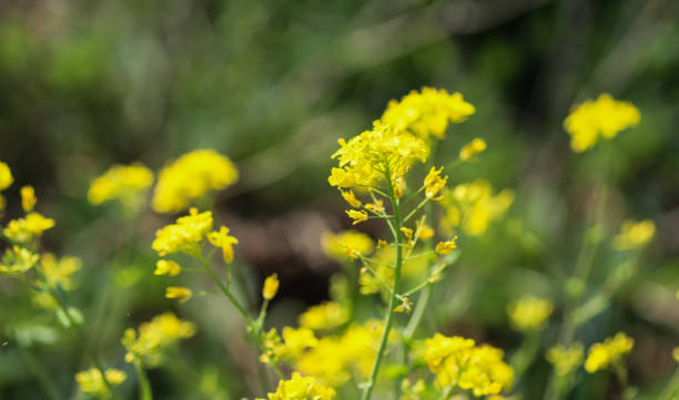 istock bittercress, herb barbara, yellow rocketcress or winter rocket (Barbarea vulgaris) blooming in spring 953157648