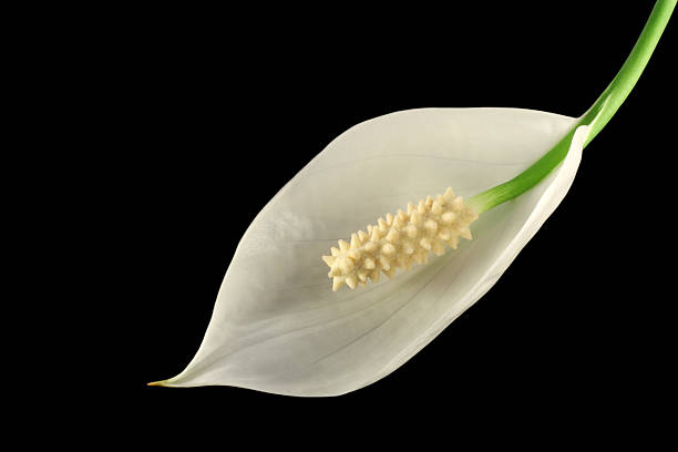 Arum lily stock photo