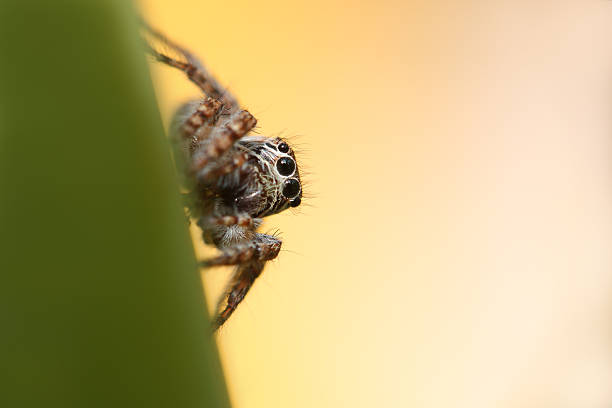 Jumping spider front stock photo