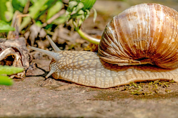 istock Vineyard snail crawls over a stone in the sun 953160526