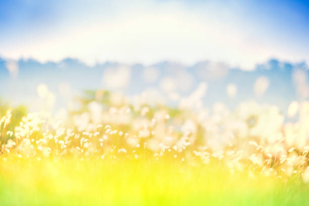 istock Blurred grass fileld in soft warm light with mountain in the background 953163268