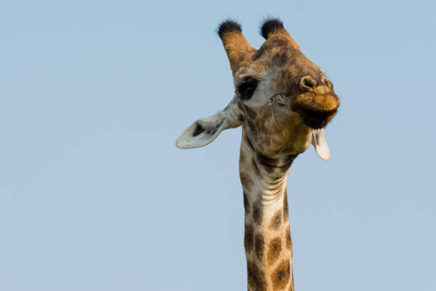 istock A Giraffe Looks on - Kruger National Park 953163742