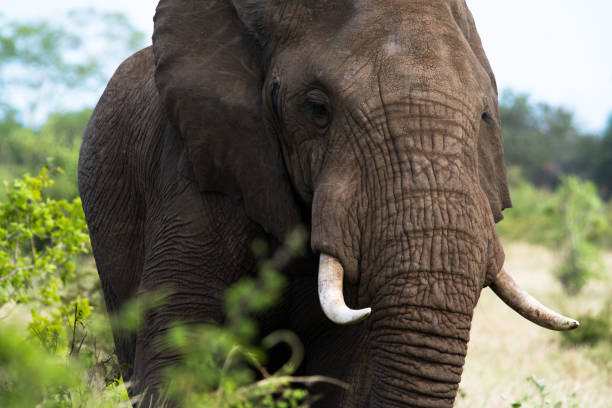istock Elephant Close-Up - Kruger National Park 953163784