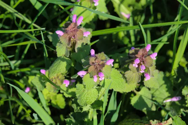 close up of red dead nettle flower in spring