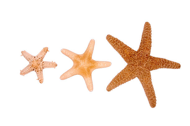 Starfish threesome  8571 stock pictures, royalty-free photos & images