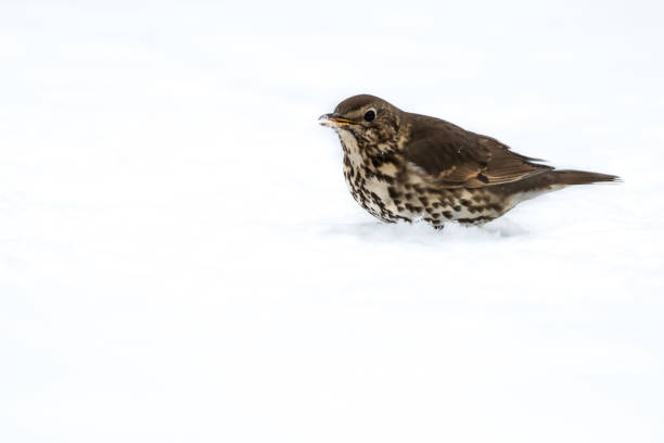 UK Song Thrush in the snow stock photo