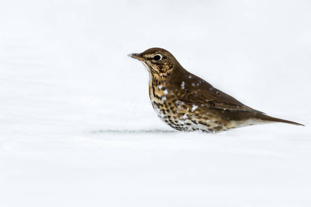 Song Thrush in the Snow stock photo