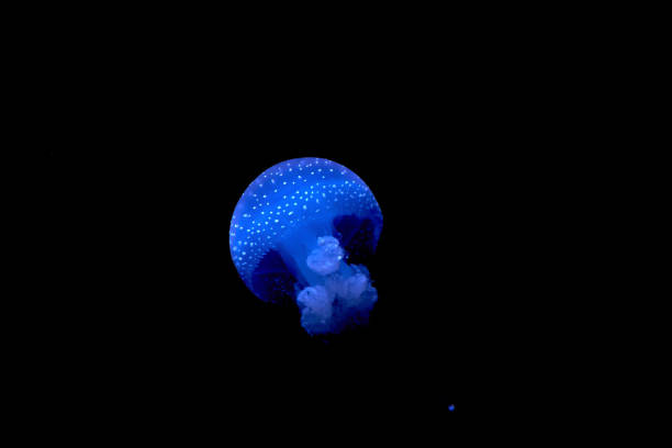 istock beautiful blue jellyfish in aquarium 953167738