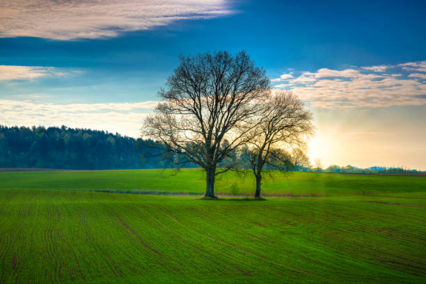 dęby na zielonym polu 3 - oak tree tree grass hdr zdjęcia i obrazy z banku zdjęć