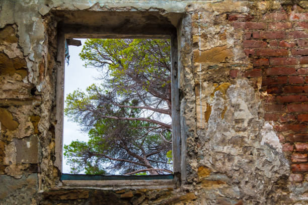 istock View of tree from window of abandoned mansion Dacha Kvitko 953168748