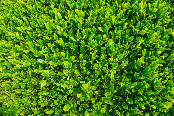 istock Jeju green tea field 953168764