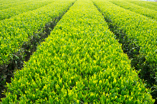 Jeju green tea field