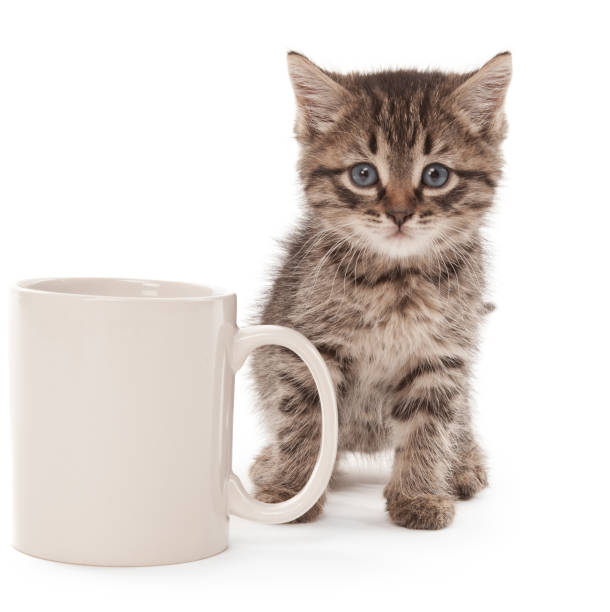Kitten with coffee cup stock photo