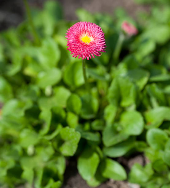 Picture of marguerite with green grass (focus on the flower) stock photo