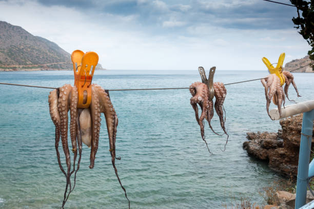 istock Drying octopus in front of sea 953172232