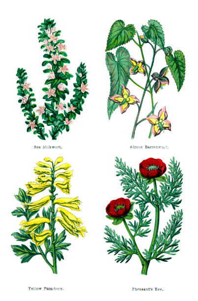 Sea Milkwort, Alpine Barrenwort, Yellow Fumitory, Pheasant's Eye - 1876 illustrations A plate containing four illustrations from the book "Field Flowers - A Handy-Book for the Rambling Botanist Suggesting What to Look For and Where to Go in the Out-Door Study of British Plants" by James Shirley Hibberd, published in 1876 by Groombridge & Sons, London. This plate shows: Sea Milkwort (Glaux maritima), Alpine Barrenwort (Epimedium alpinum), Yellow Fumitory (Corydalis lutea) and Pheasant's Eye (Adonis annua). corydalis lutea stock illustrations