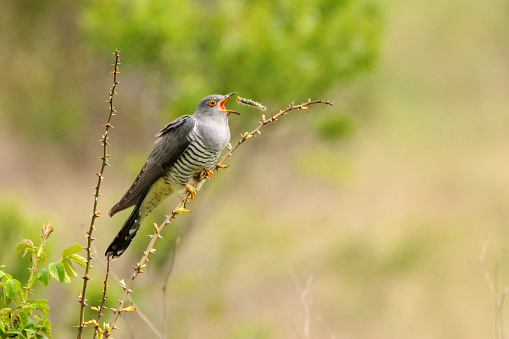 Common cuckoo (Cuculus canorus) sitting on a barbed branch and juggles a prey.