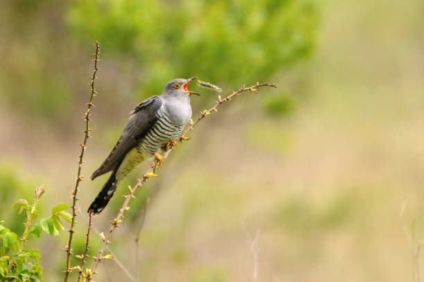 Common cuckoo (Cuculus canorus) sitting on a barbed branch and juggles a prey Common cuckoo (Cuculus canorus) sitting on a barbed branch and juggles a prey. common cuckoo stock pictures, royalty-free photos & images