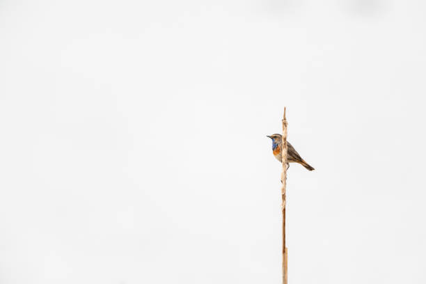 Bluethroat (Luscinia svecica) 리드에 그친 스톡 사진