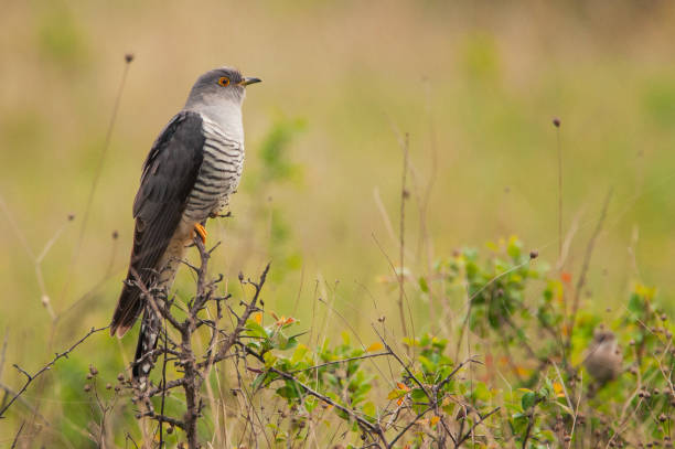 Common cuckoo (Cuculus canorus) sitting on a barbed branch Common cuckoo (Cuculus canorus) sitting on a barbed branch. common cuckoo stock pictures, royalty-free photos & images