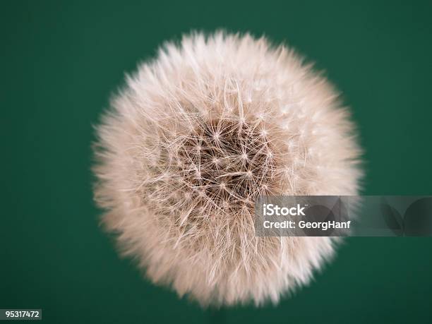 Dandelion Stock Photo - Download Image Now - Botany, Close-up, Color Image