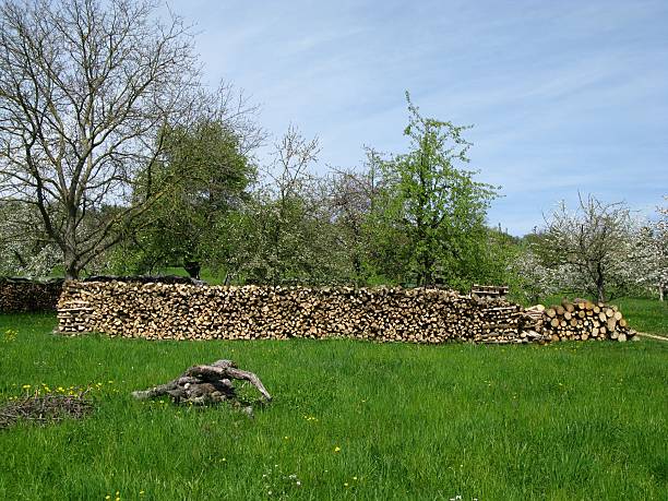 istock Piles of wood 95317635