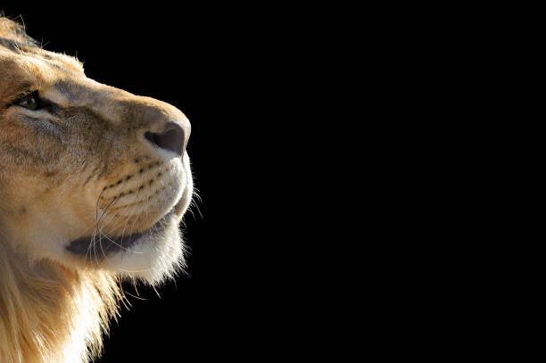istock Lion in profile isolated on black background. Copy space 953177038