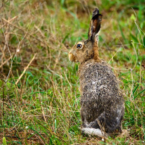 istock Wet European hare stands on the grass (Lepus europaeus) 953177196