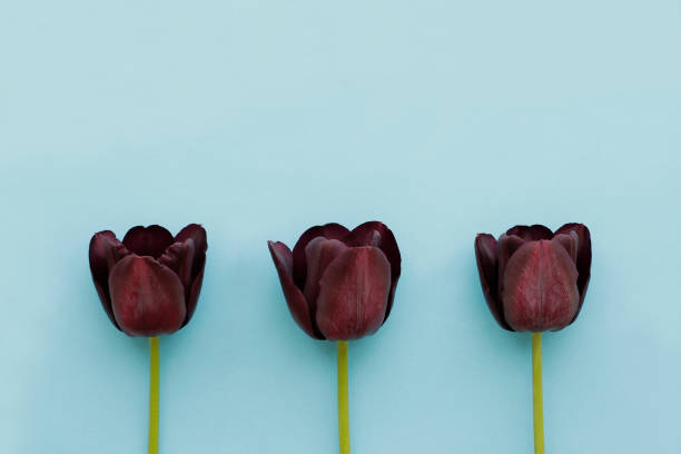 istock Three dark burgundy tulips on blue background 953179724