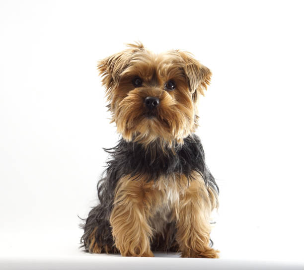 istock Yorkshire Terrier 1 year old pet dog 953181436