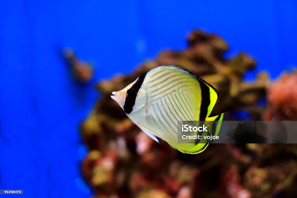 Vagabond peixe borboleta - Chaetodon vagabundus - Foto de stock de Chaetodon Vagabundus royalty-free