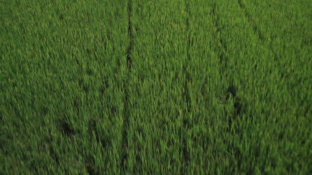 Agricultural industry, Rice plantation green field
