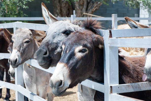 istock Funny Donkeys in the pen 953184760