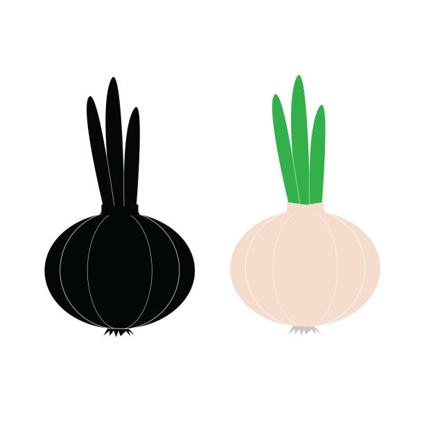 Ilustración de Cebolla Vector Icono De Estilo De Dibujos Animados Sobre Un Fondo Blanco Ilustración De Vector De Cebolla Cebollas Aislado Negro Y De Color Los Iconos Vector Silueta y más Vectores Ilustración de Cebolla Vector Icono De Estilo De Dibujos Animados Sobre Un Fondo Blanco Ilustración De Vector De Cebolla Cebollas Aislado Negro Y De Color Los Iconos Vector Silueta y más Vectores
