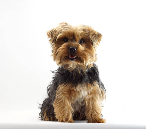 istock Yorkshire Terrier 1 year old pet dog 953188210