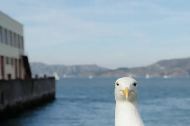 Photo of Friendly Seagull