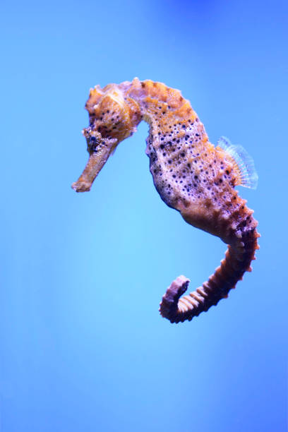 Longsnout seahorse Longsnout seahorse swimming in the ocean. longsnout seahorse hippocampus reidi stock pictures, royalty-free photos & images