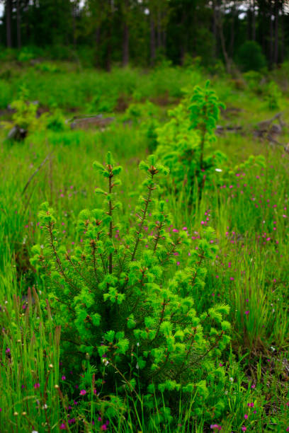 istock Pacific Northwest forest and young Douglas fir trees 953192616