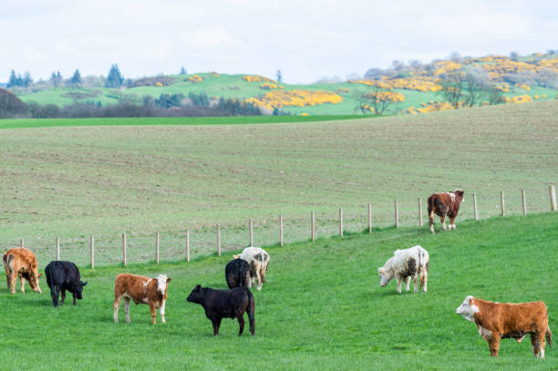 istock Beef cattle in a field on a bright spring afternoon 953192836