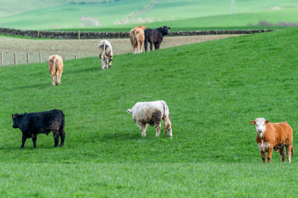 istock Beef cattle in a field on a bright spring afternoon 953192846