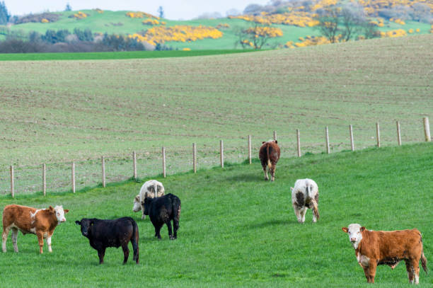 istock Beef cattle in a field on a bright spring afternoon 953192856