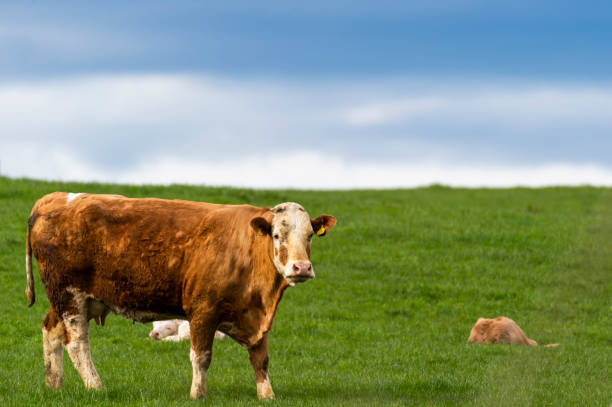 istock Beef cattle in a field on a bright spring afternoon 953192858