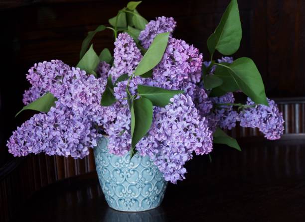 istock Spring flowers - purple lilac (Syringa vulgaris) 953192876