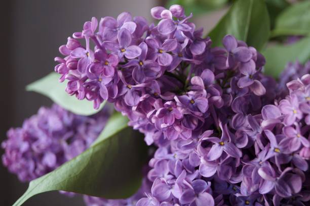 istock Spring flowers - purple lilac (Syringa vulgaris) 953192878