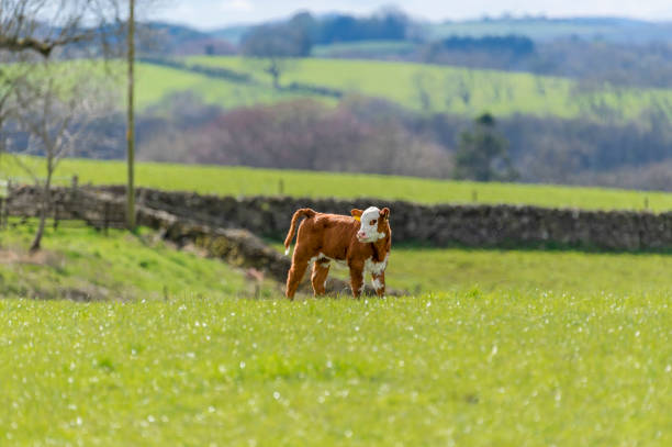 Young calf in the mountain.