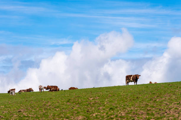 istock Beef cattle in a field on a bright spring afternoon 953193110