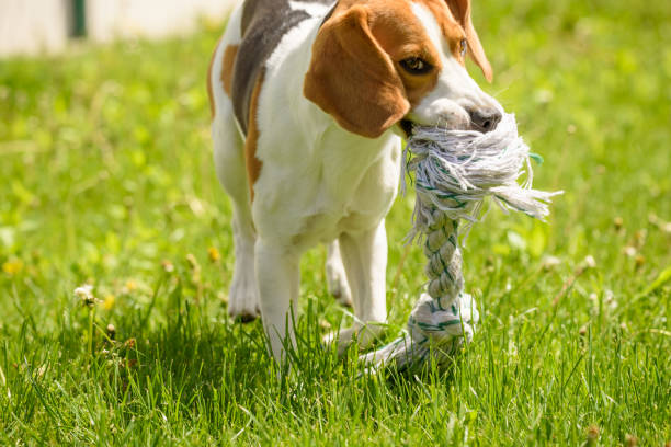 istock Beagle dog fun in a garden during summer 953193194
