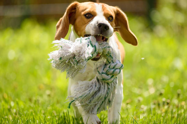 istock Beagle dog fun in a garden during summer 953193282