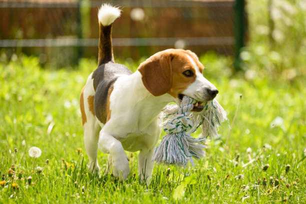 istock Beagle dog fun in a garden during summer 953193314